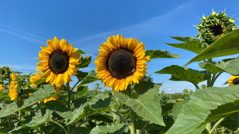 Sonnenblumen